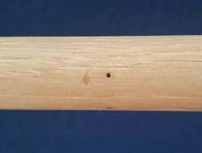 hiking stick 3957